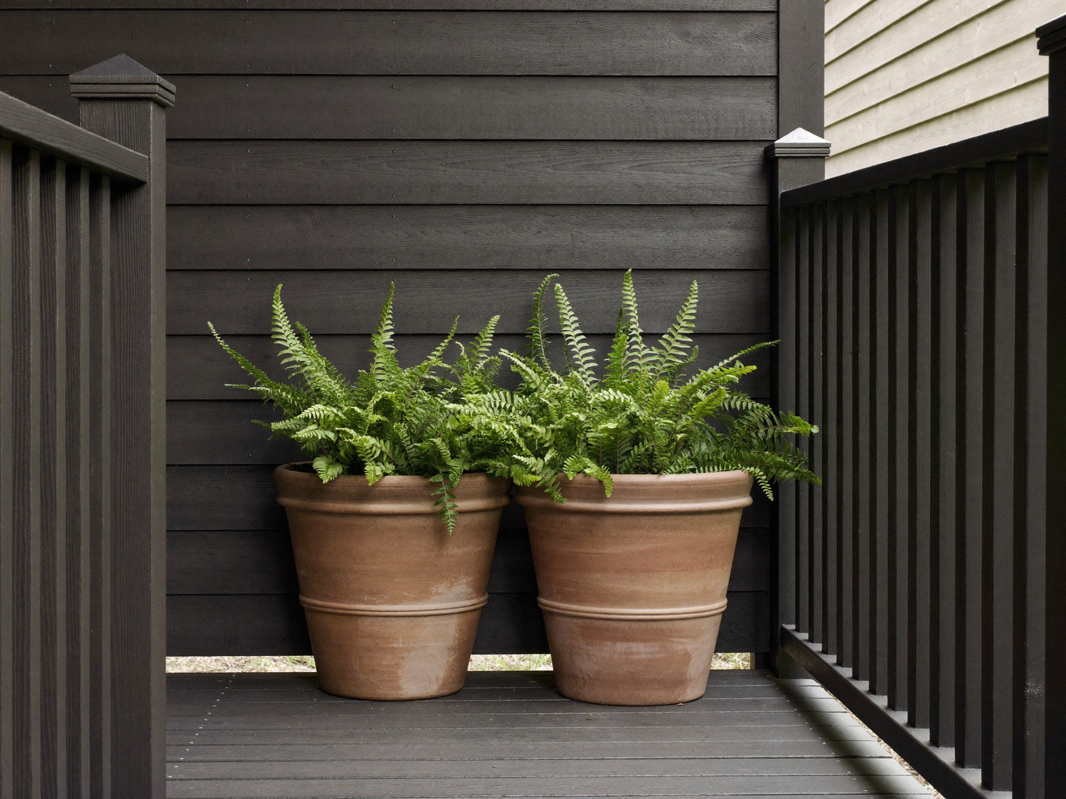 A finished compact porch corner: painted fir boards, dark charcoal railing, two plain unmarked terracotta planters with green ferns, clapboard wall behind
